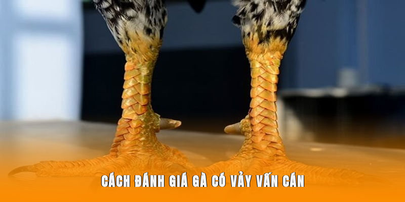 Cách đánh giá gà có vảy Vấn Cán
