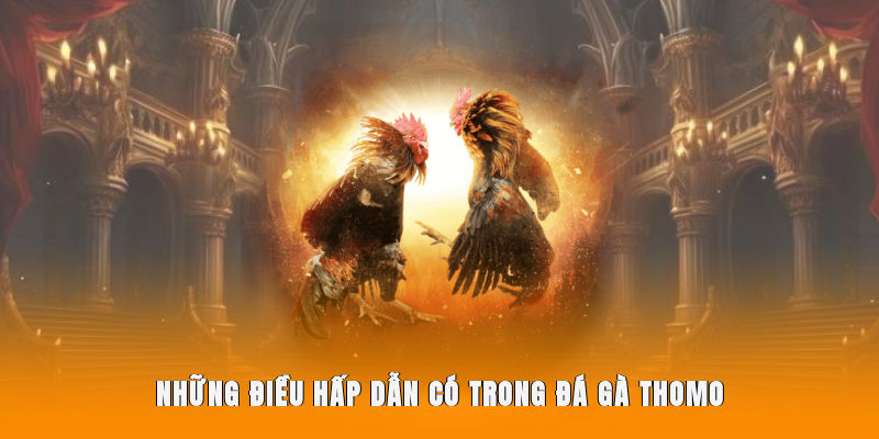 Những điều hấp dẫn có trong đá gà Thomo