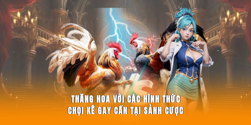 Thăng hoa với các hình thức chọi kê gay cấn tại sảnh cược