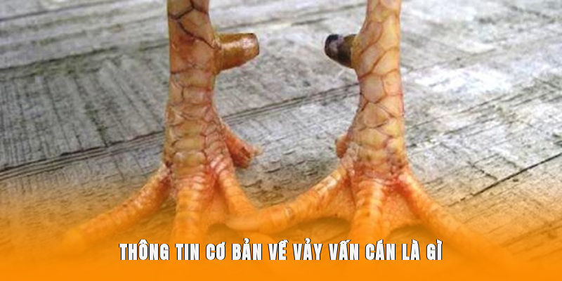 Thông tin cơ bản về vảy Vấn Cán là gì