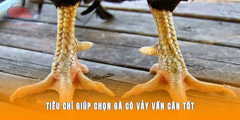 Tiêu chí giúp chọn gà có vảy Vấn Cán tốt