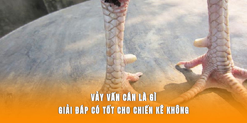 Vảy Vấn Cán Là Gì? Giải Đáp Có Tốt Cho Chiến Kê Không?